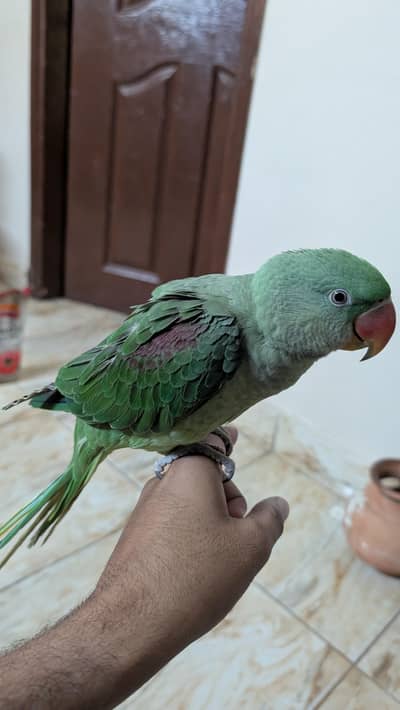 parrot for sale