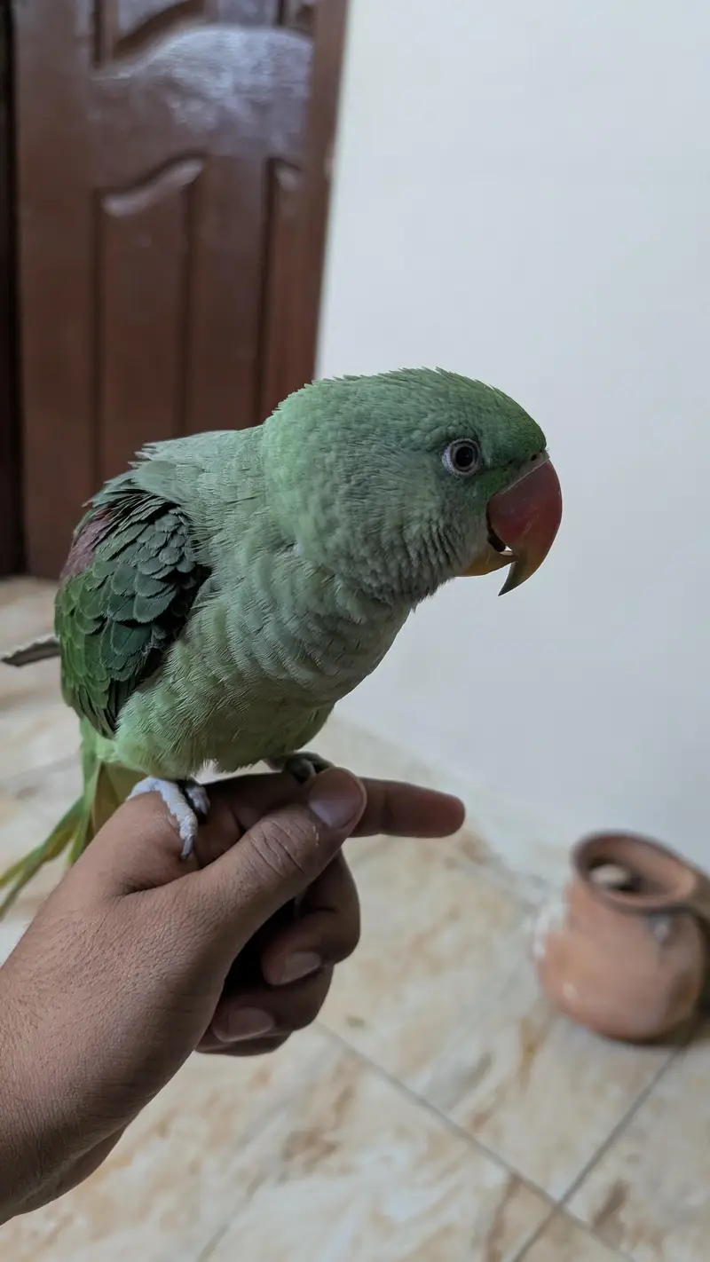 parrot for sale — photo 2