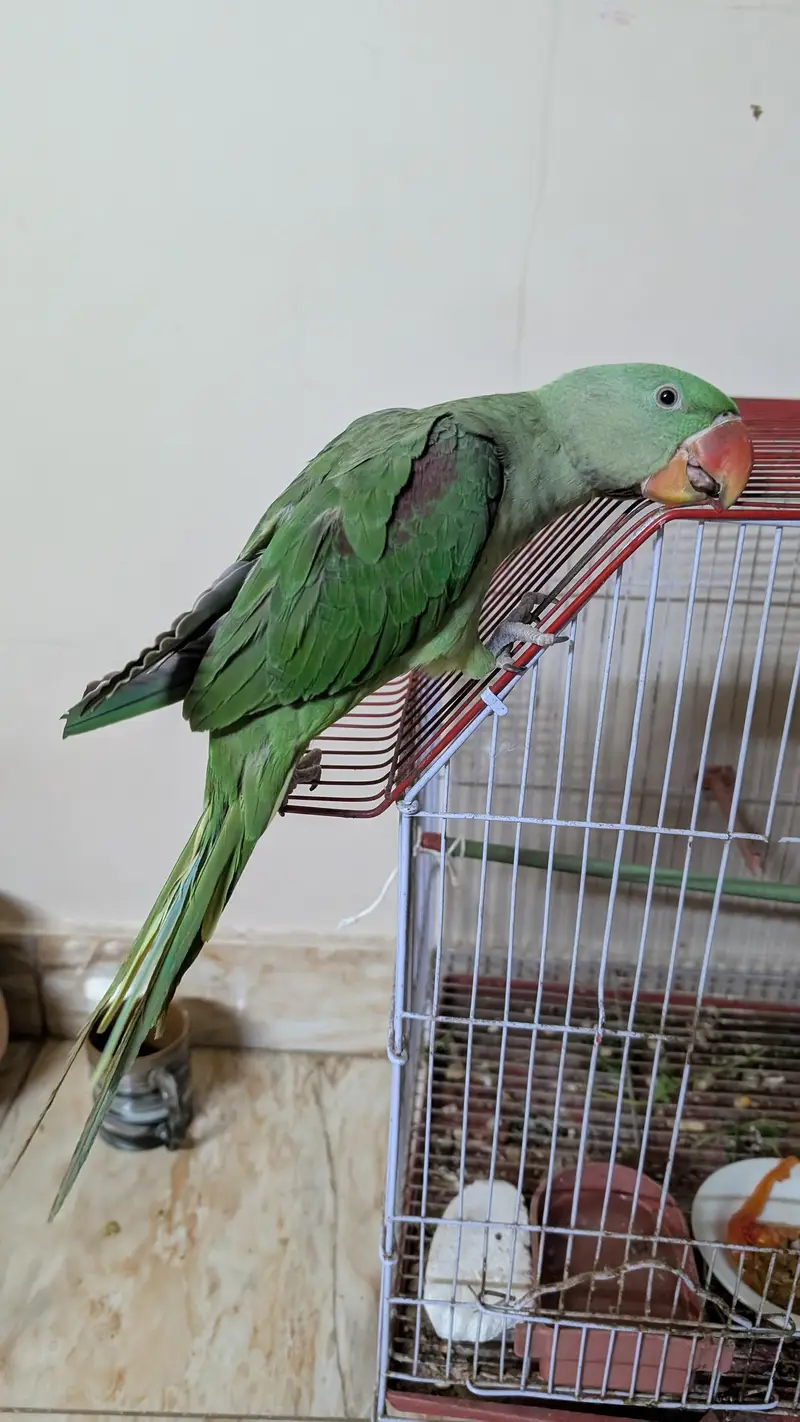 parrot for sale — photo 3