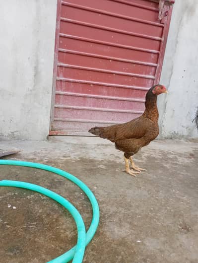 Aseel Hen's For sale 03119168108 call and WhatsApp