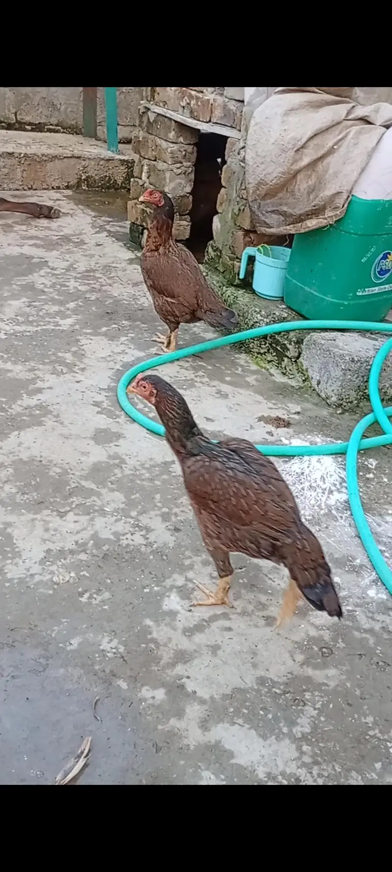 Aseel Hen's For sale 03119168108 call and WhatsApp — photo 2