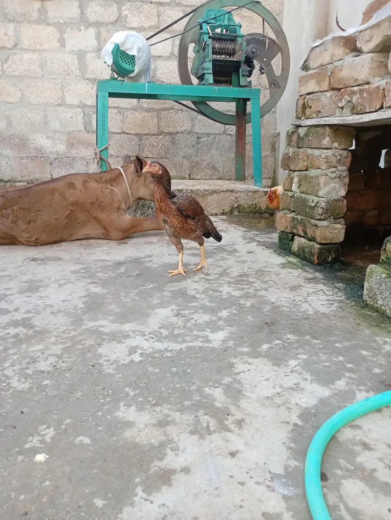 Aseel Hen's For sale 03119168108 call and WhatsApp — photo 3