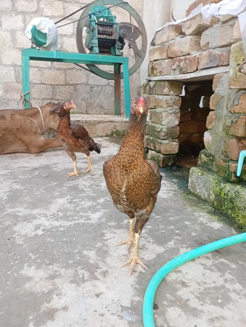 Aseel Hen's For sale 03119168108 call and WhatsApp — photo 4