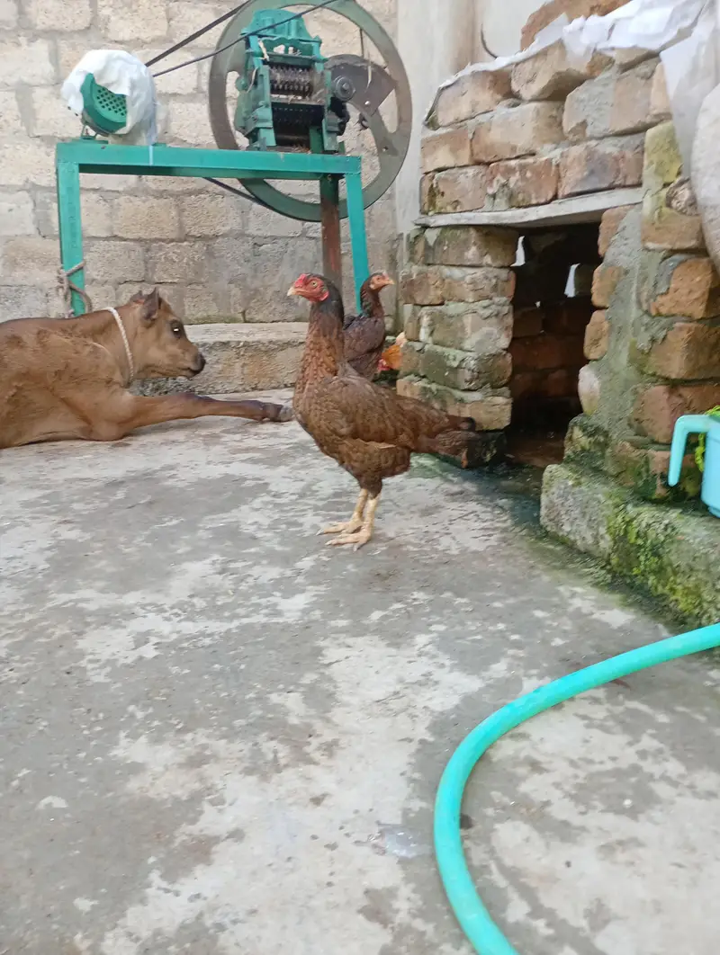 Aseel Hen's For sale 03119168108 call and WhatsApp — photo 5