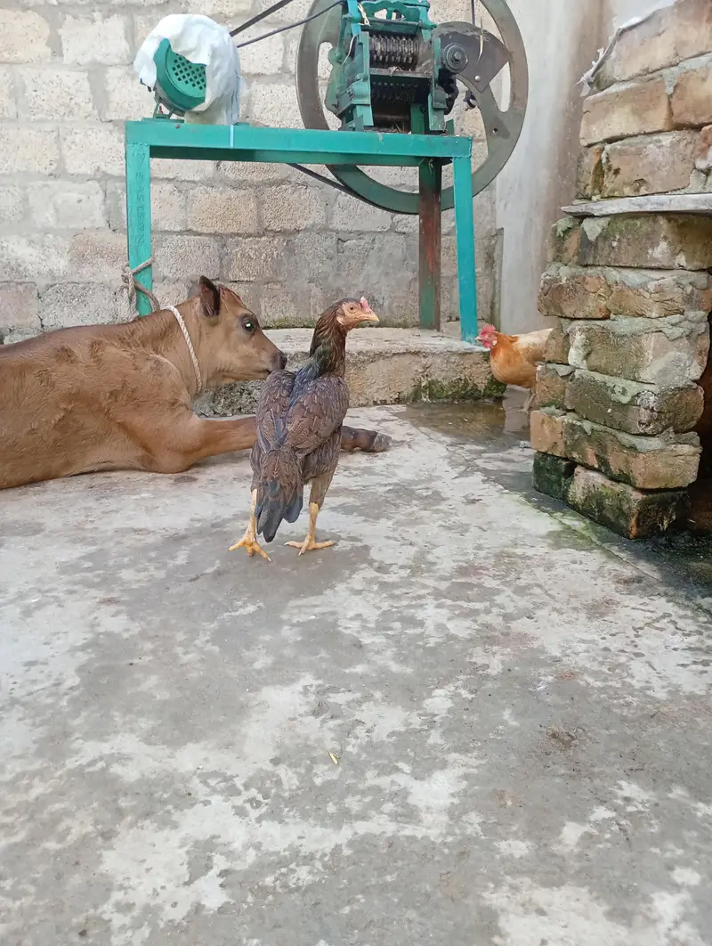 Aseel Hen's For sale 03119168108 call and WhatsApp — photo 6