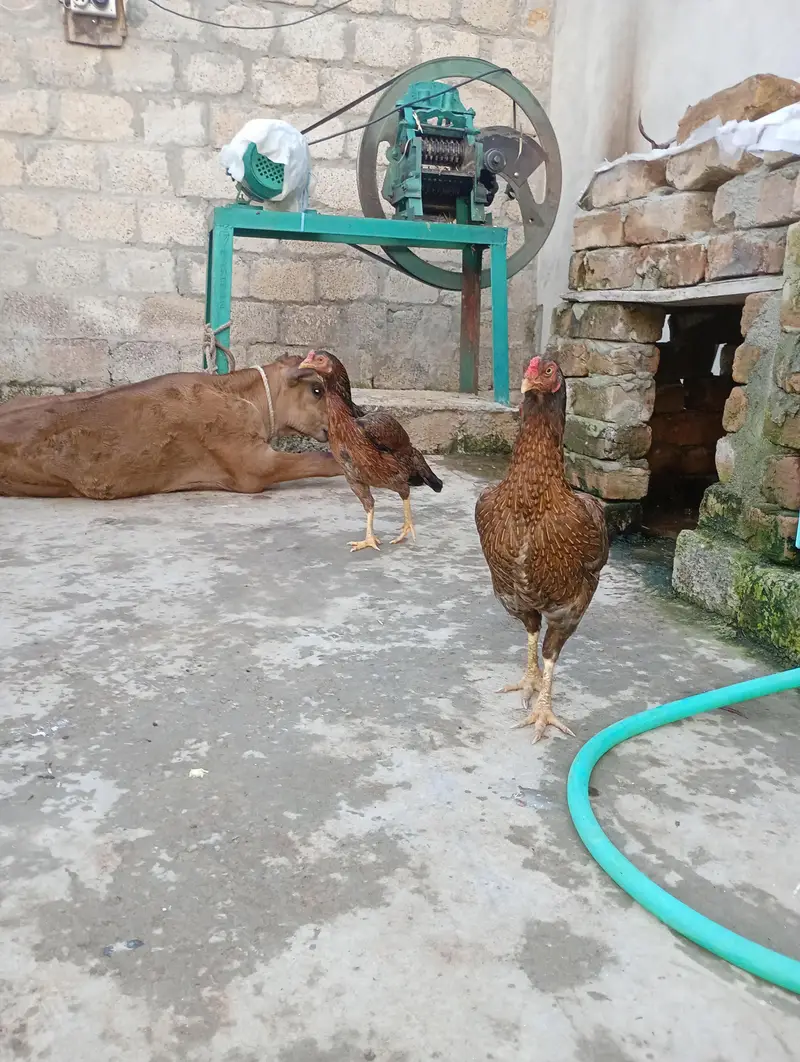 Aseel Hen's For sale 03119168108 call and WhatsApp — photo 7