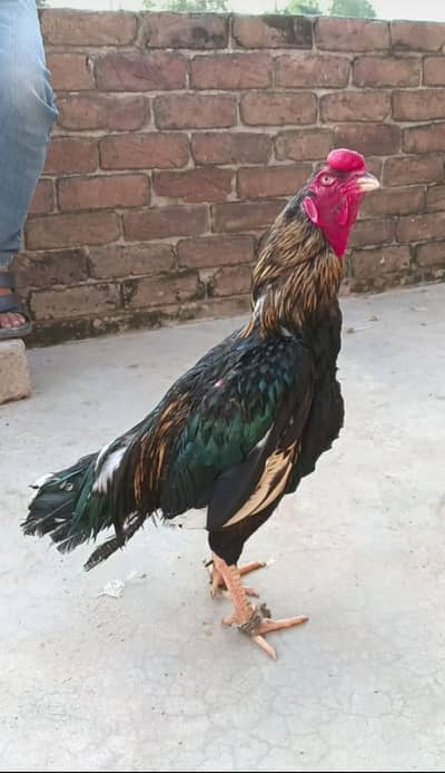 Breeder murga for sale