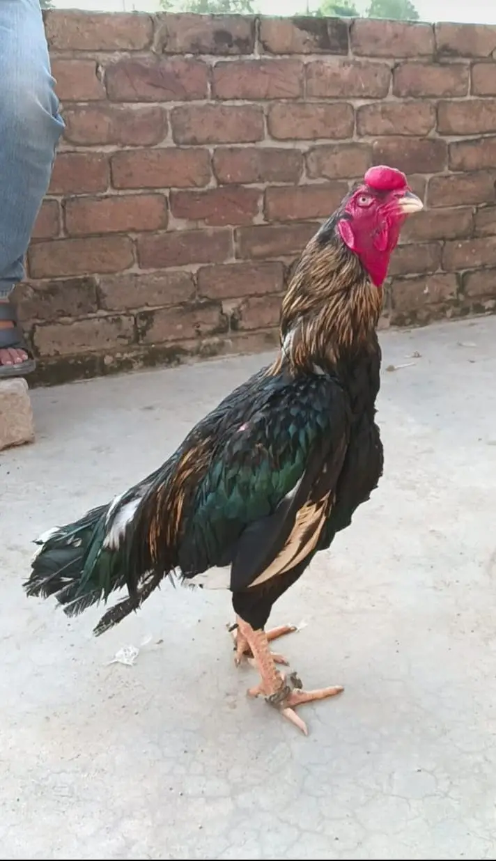 Breeder murga for sale