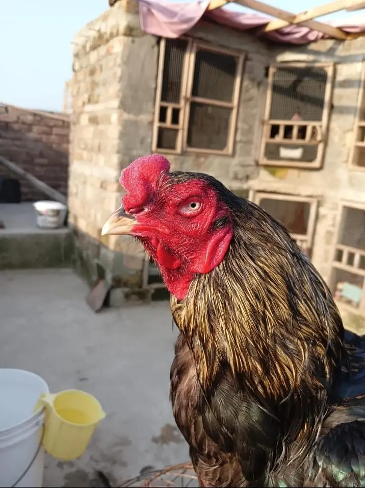 Breeder murga for sale — photo 2