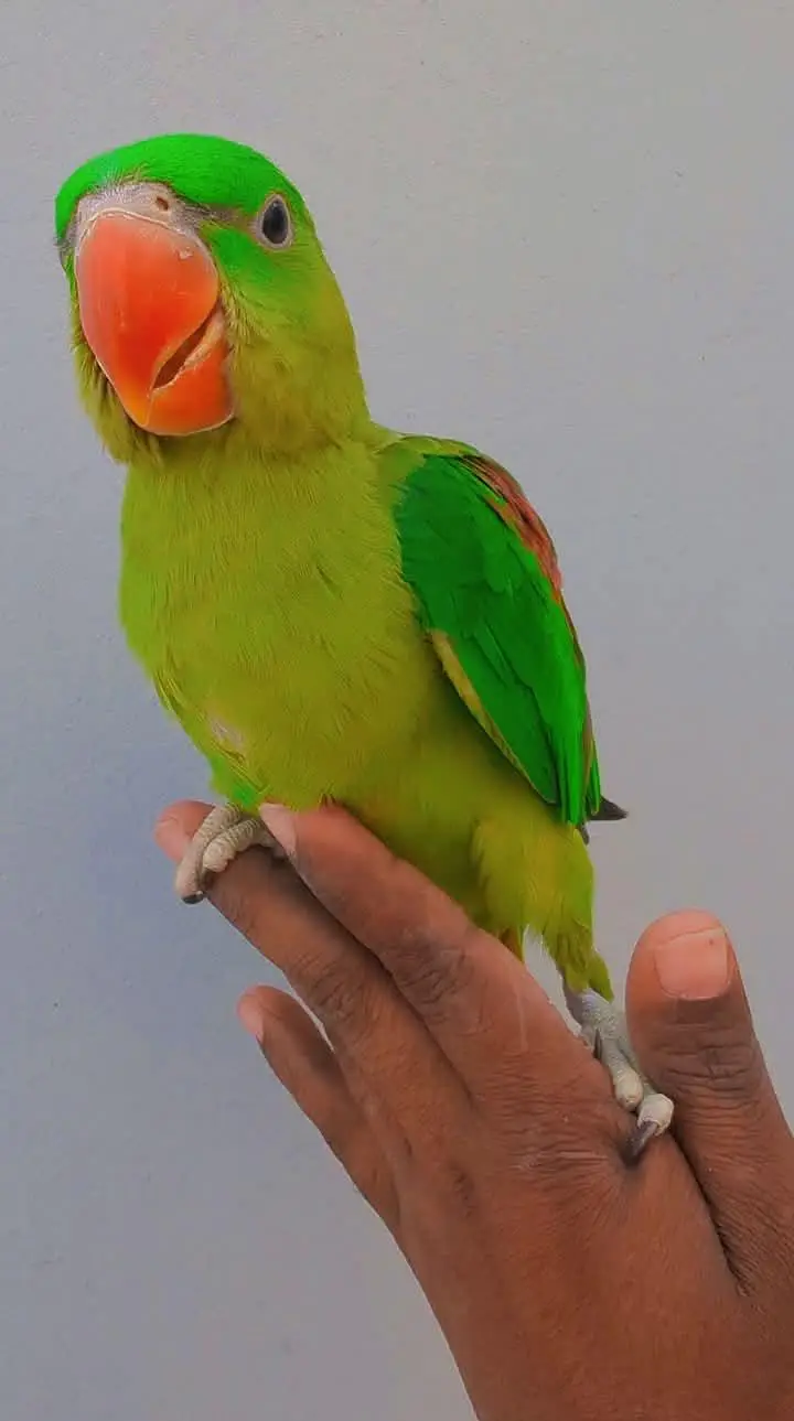 Kashmiri Raw Chick Male Active Healthy — photo 2