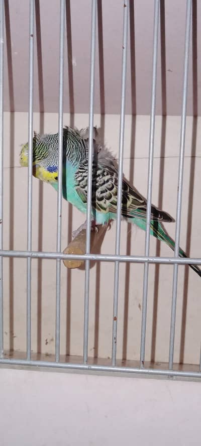 Hogo split bf Male