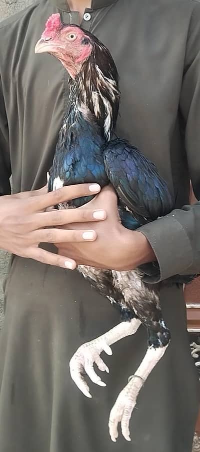 lakha mushka lasani aseel murga