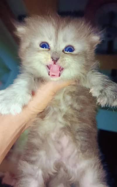 grey and black coulr persian kitten 4months old  triple coat for sale
