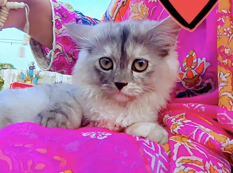 grey and black coulr persian kitten 4months old  triple coat for sale — photo 2