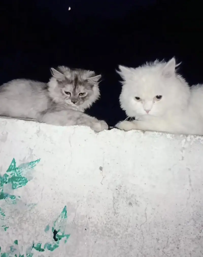 grey and black coulr persian kitten 4months old  triple coat for sale — photo 5