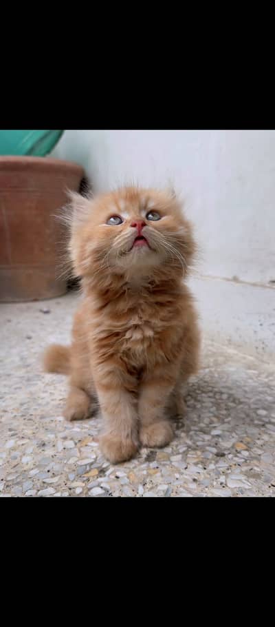 Two months british breed persian kitten