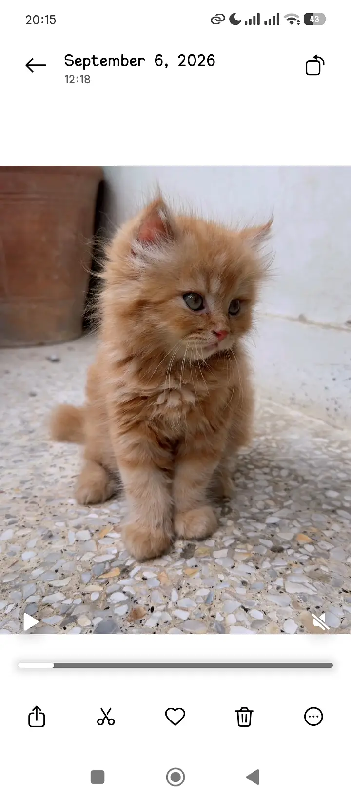 Two months british breed persian kitten — photo 2