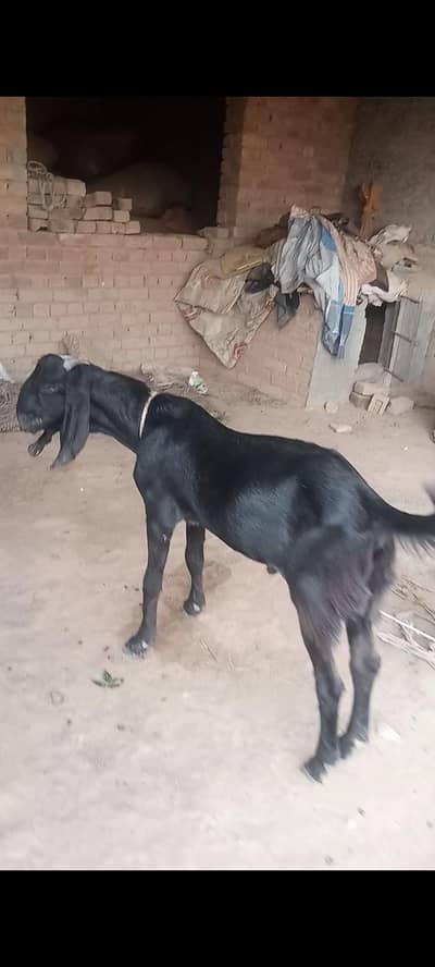 Desi bakra and phat