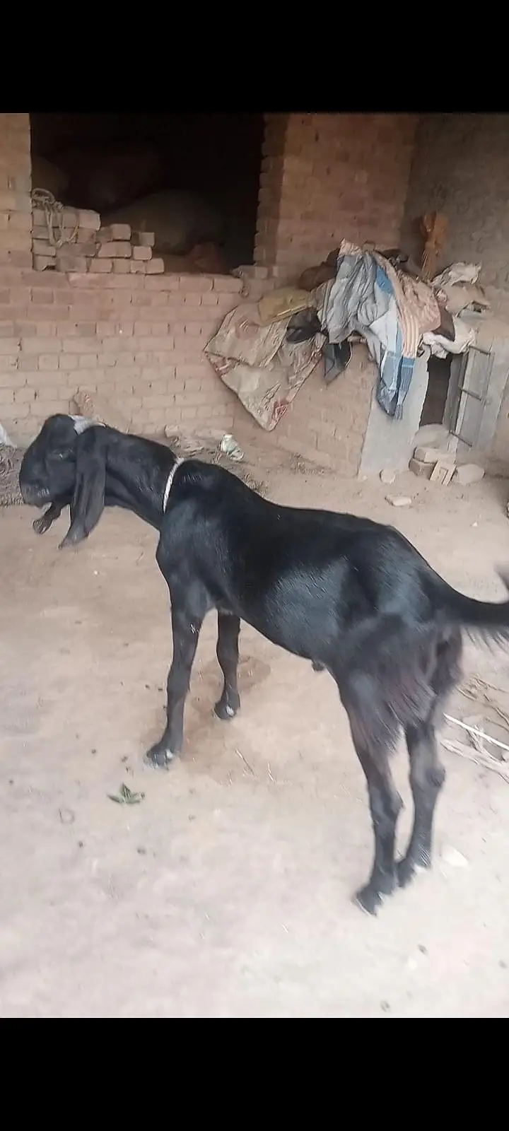 Desi bakra and phat