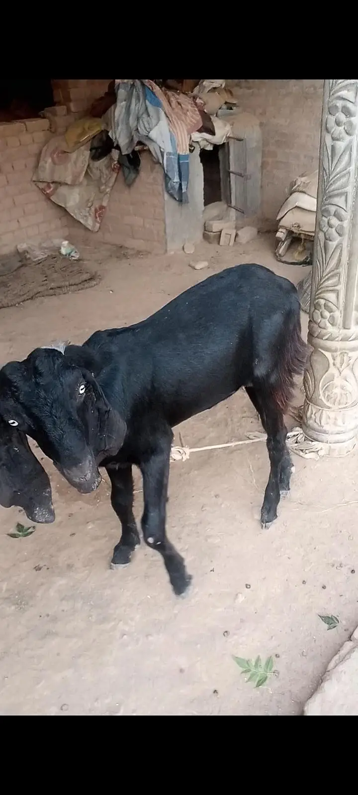 Desi bakra and phat — photo 2