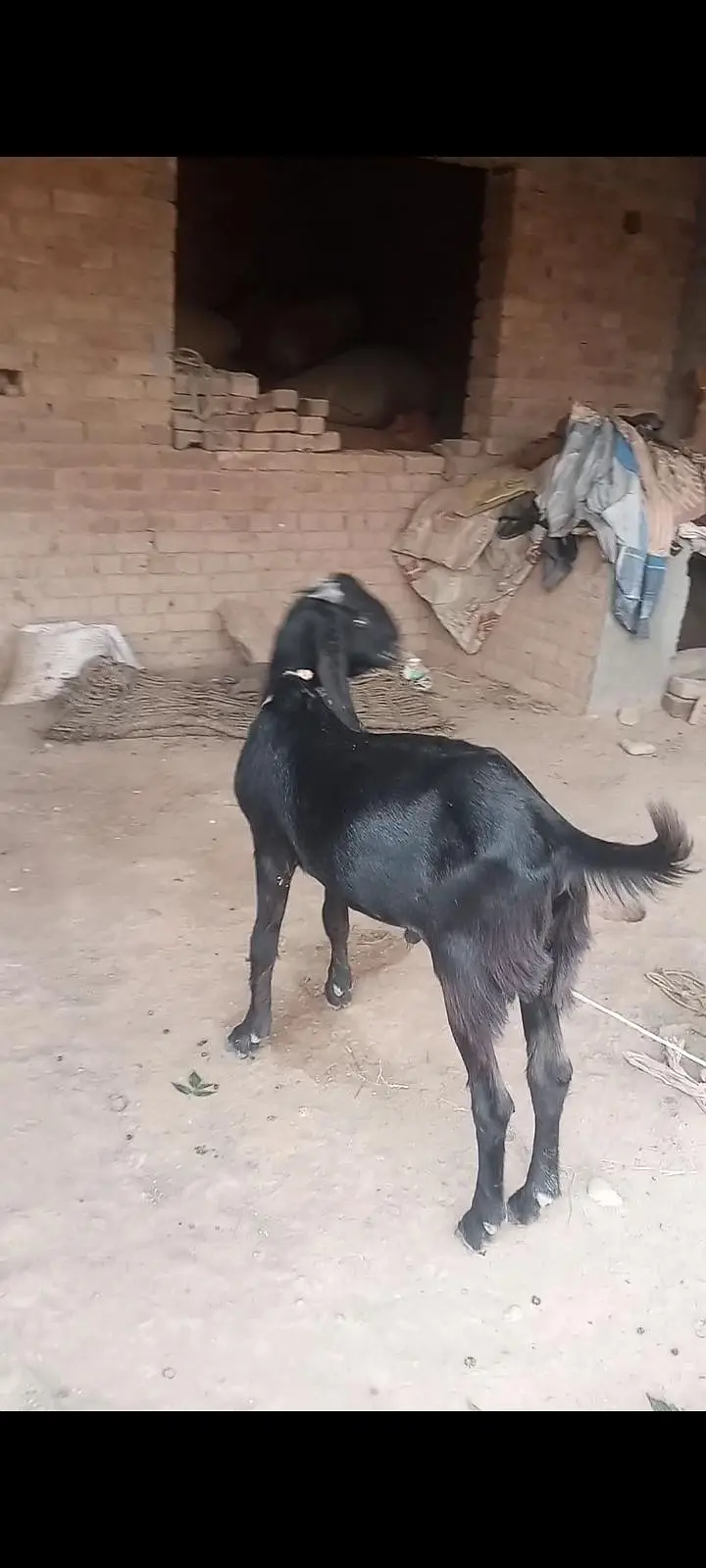 Desi bakra and phat — photo 3