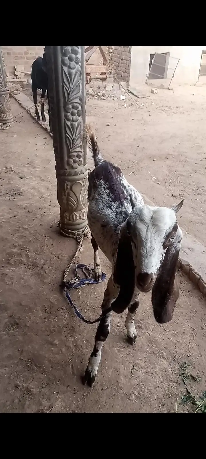 Desi bakra and phat — photo 4