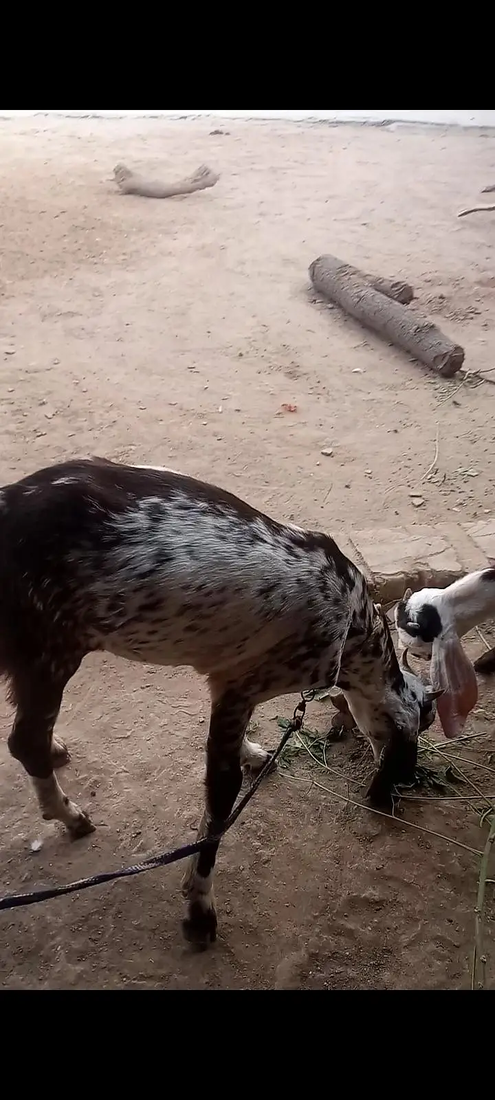 Desi bakra and phat — photo 5