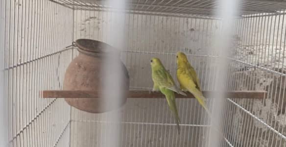 bugies parrot