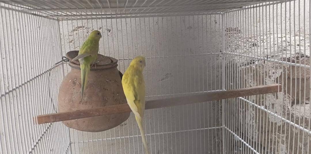 bugies parrot 1