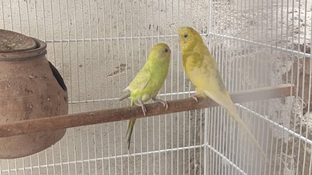 bugies parrot 3