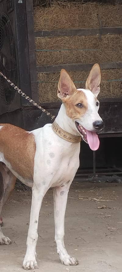 gultair x tazii cross dog