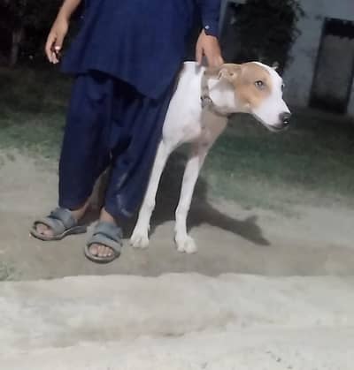 gultair x tazii cross dog 9 month