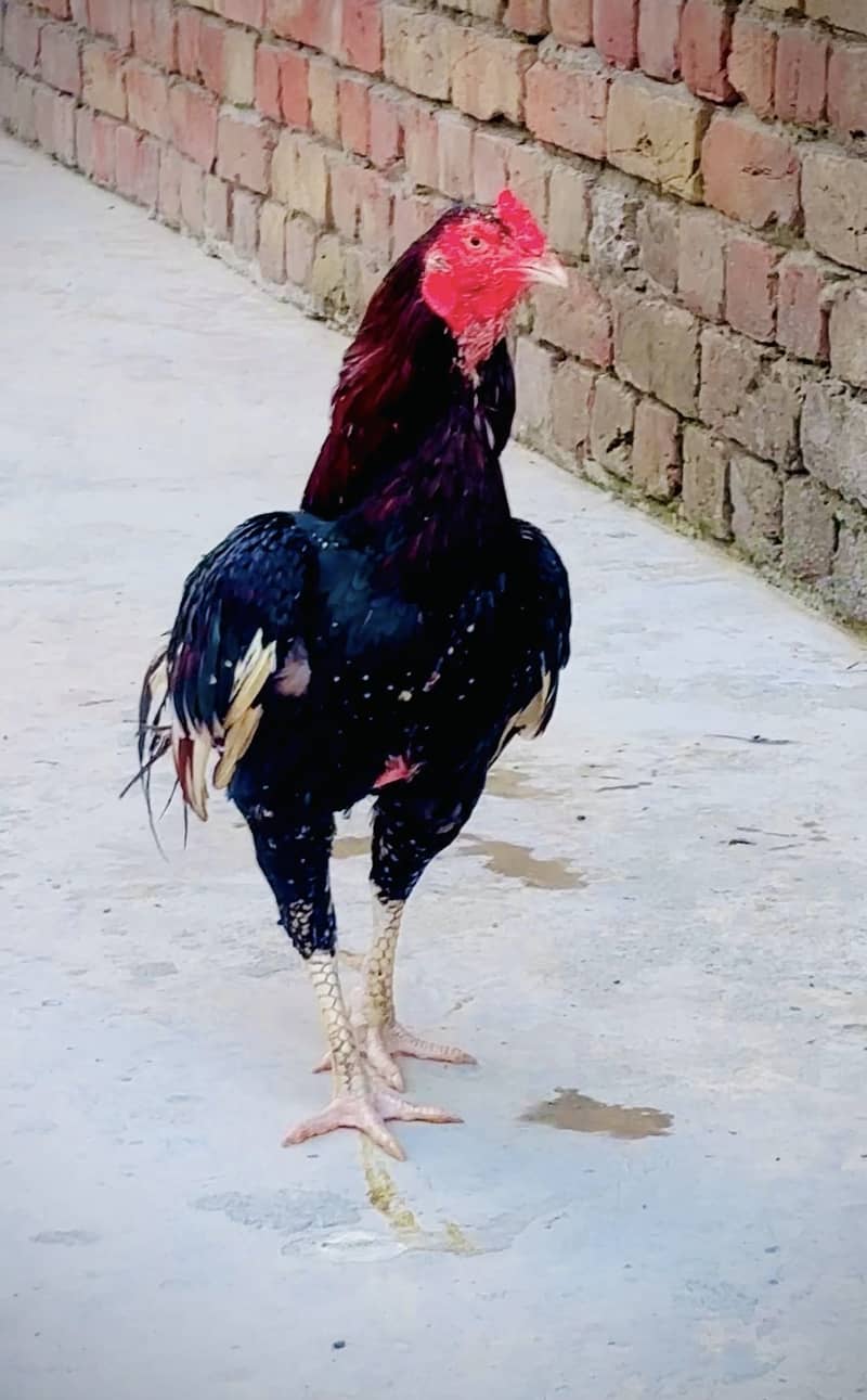 Aseel murga 0