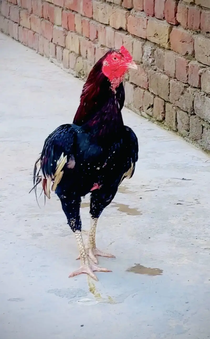 Aseel murga