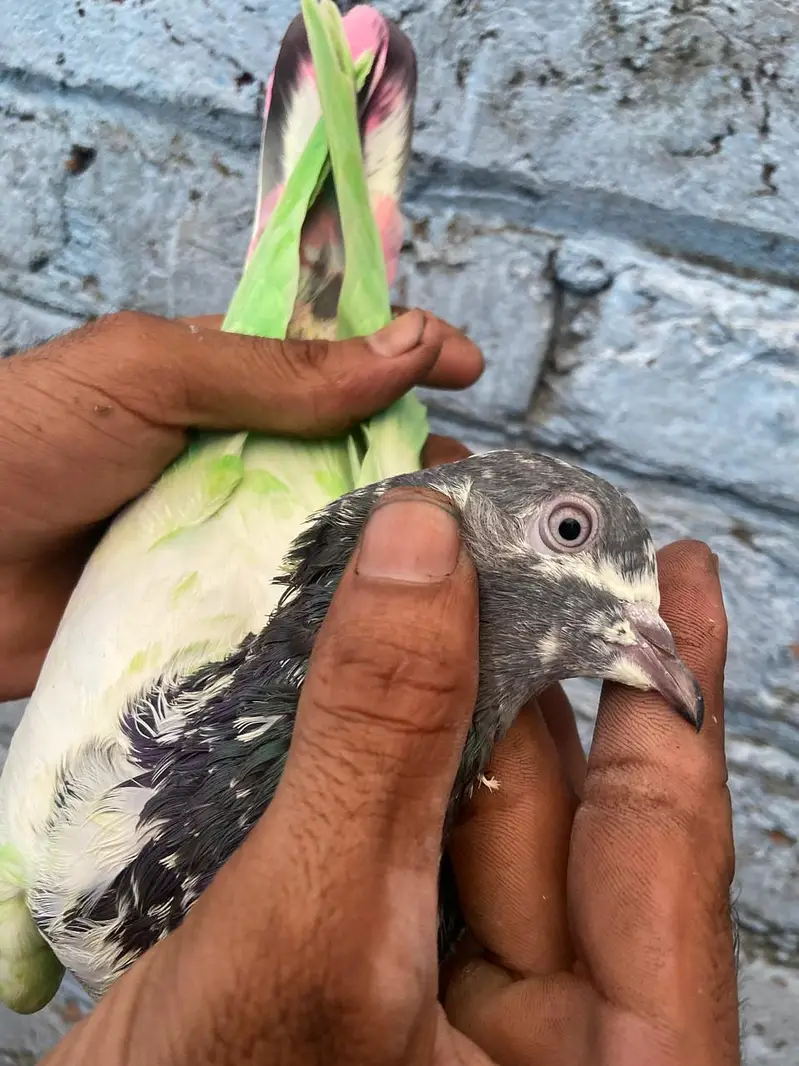 prwazi kabutr — photo 3