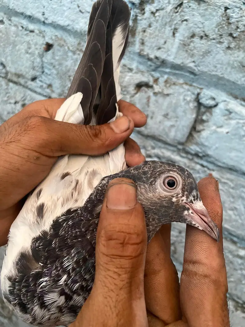 prwazi kabutr — photo 4