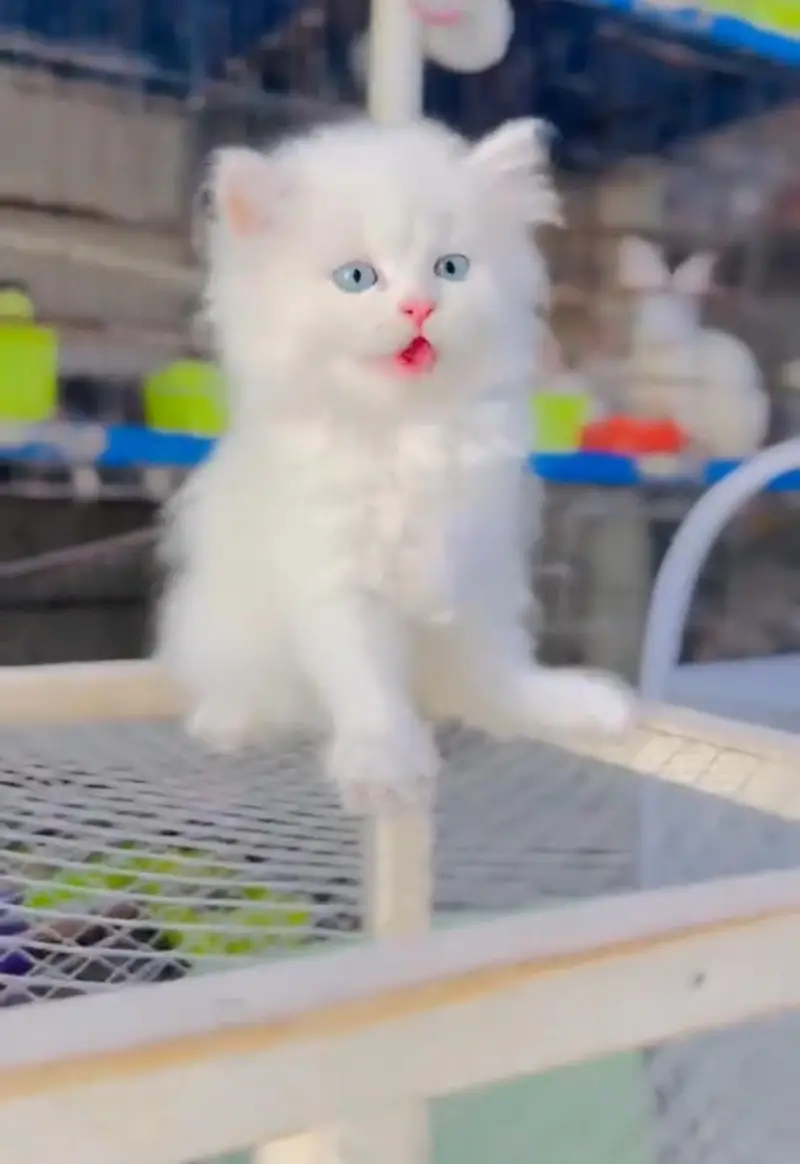 person cat for sale