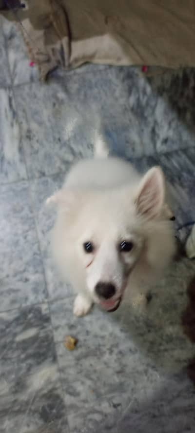 Russian breed cute , naughty and genious puppy for sale for sale