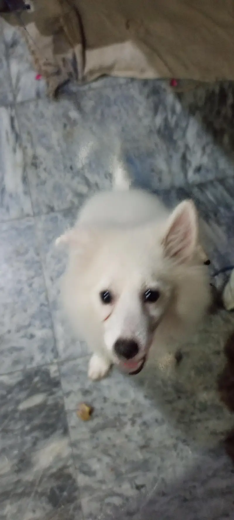 Russian breed cute , naughty and genious puppy for sale for sale