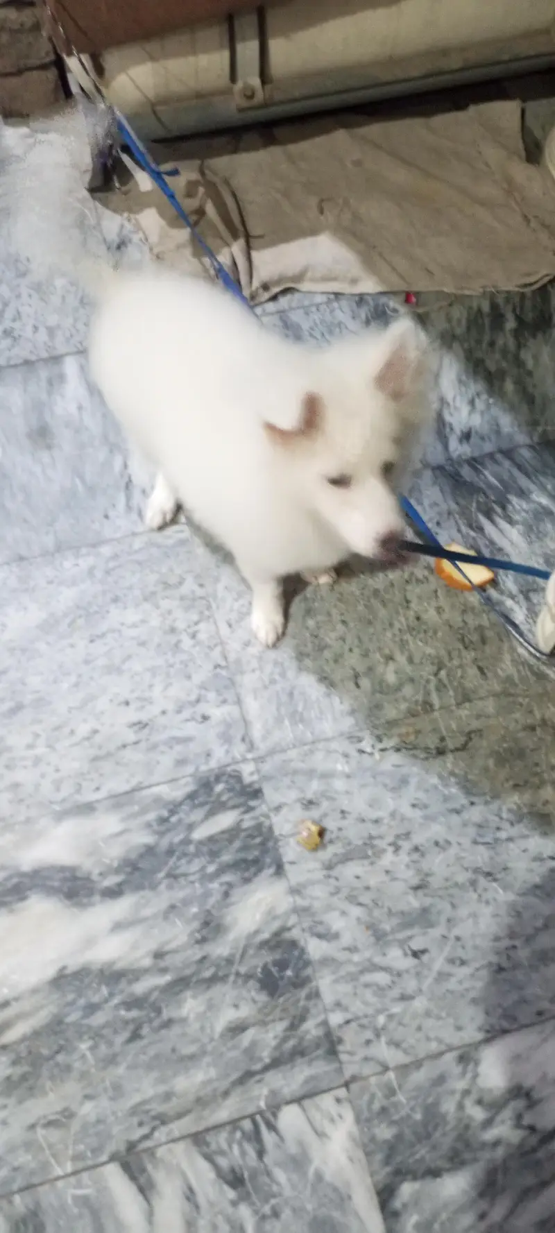 Russian breed cute , naughty and genious puppy for sale for sale — photo 2