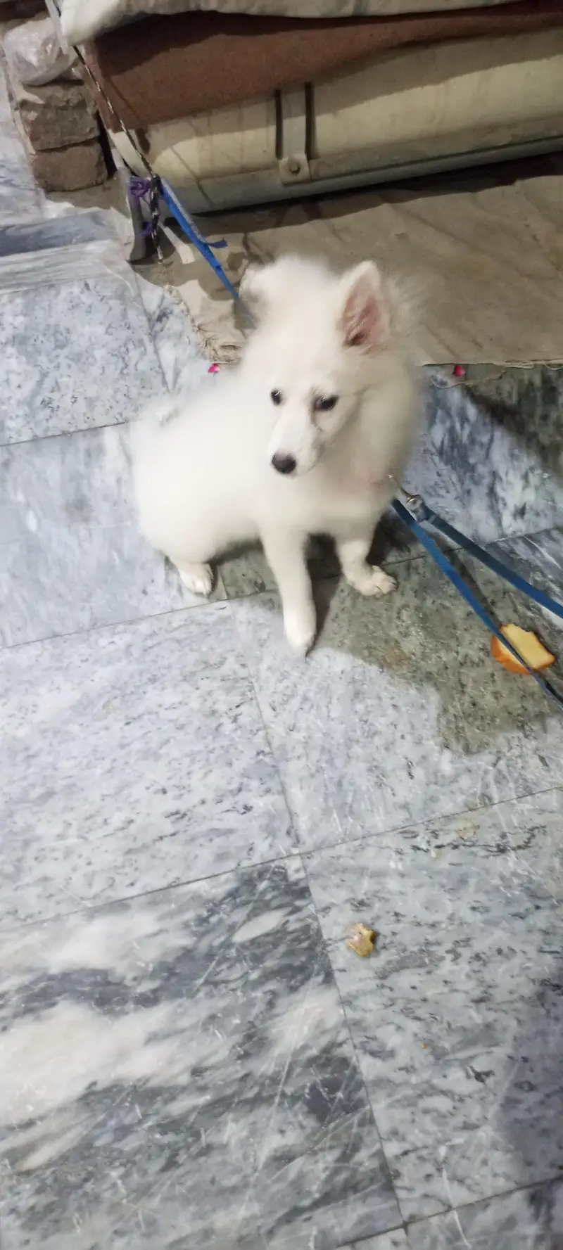 Russian breed cute , naughty and genious puppy for sale for sale — photo 3