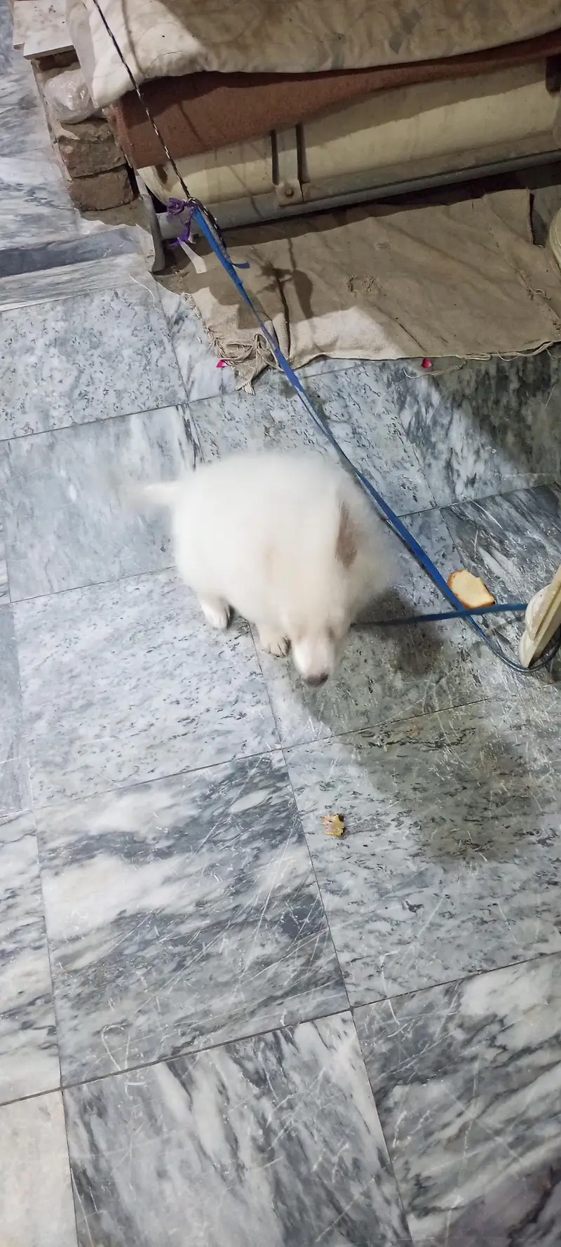 Russian breed cute , naughty and genious puppy for sale for sale — photo 4
