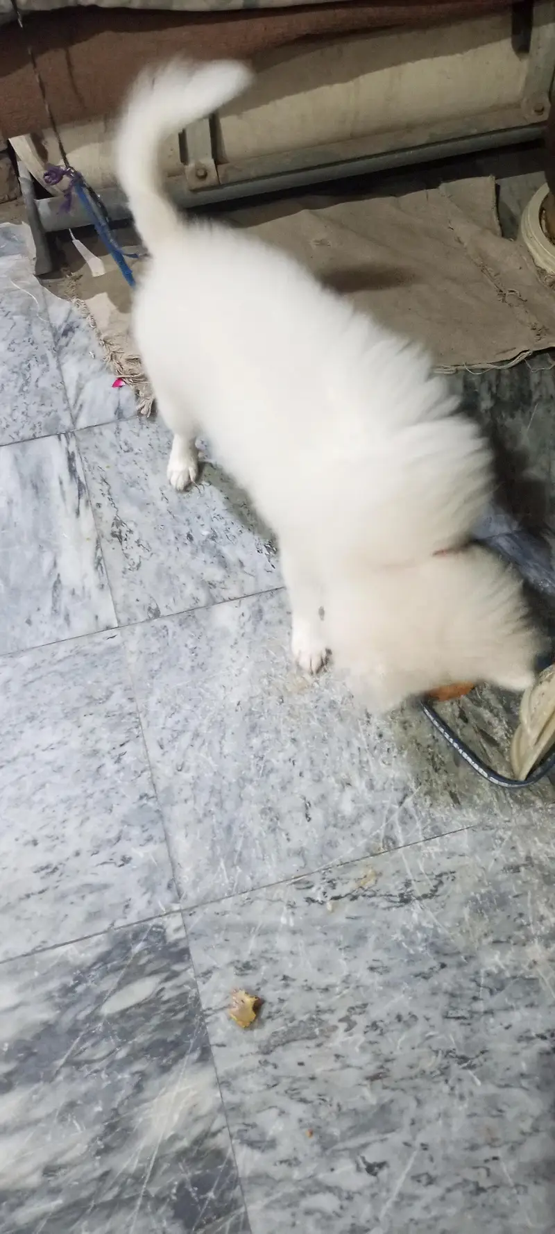 Russian breed cute , naughty and genious puppy for sale for sale — photo 5