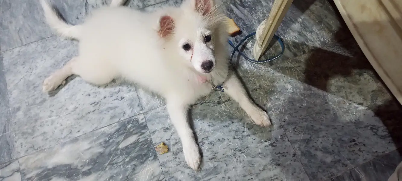 Russian breed cute , naughty and genious puppy for sale for sale — photo 6