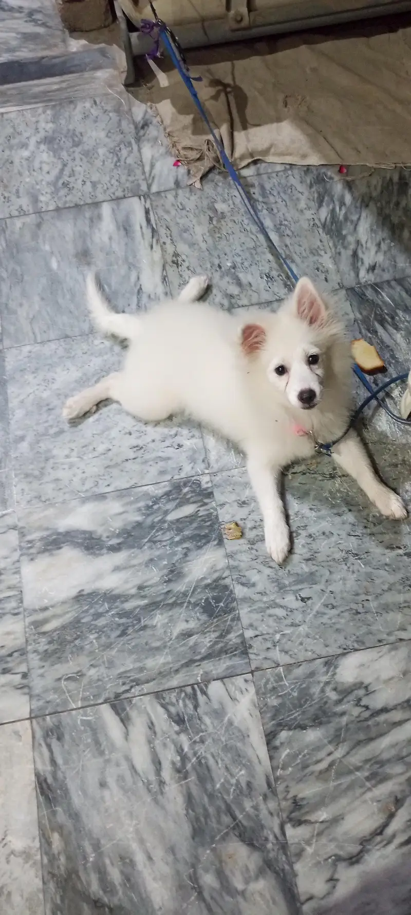 Russian breed cute , naughty and genious puppy for sale for sale — photo 7