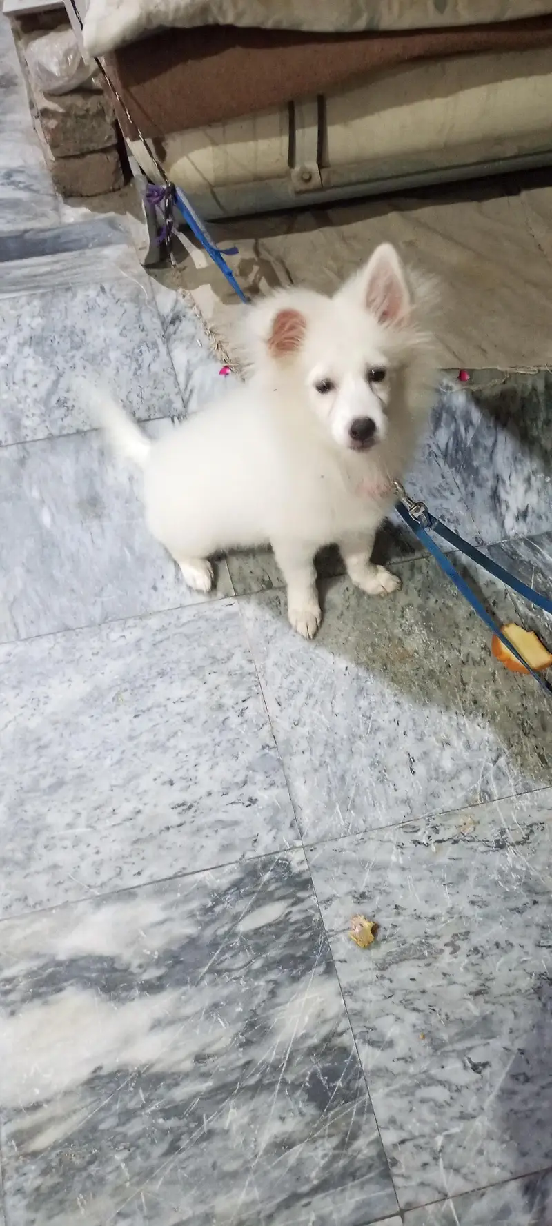 Russian breed cute , naughty and genious puppy for sale for sale — photo 8
