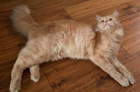 Cat is best just selling it because of shifting