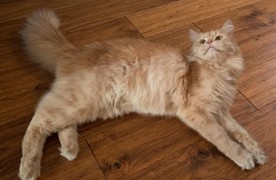 Cat is best just selling it because of shifting