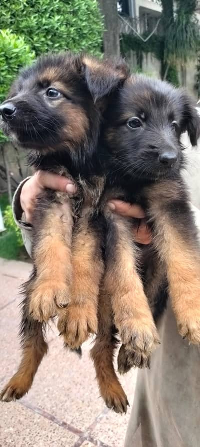 German Shepherd pups