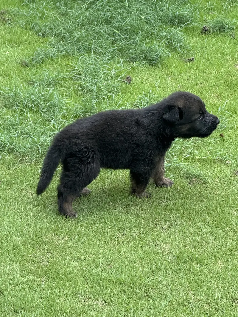 German Shepherd pups — photo 4